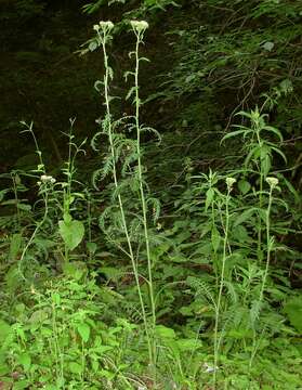 Image of Alps yarrow