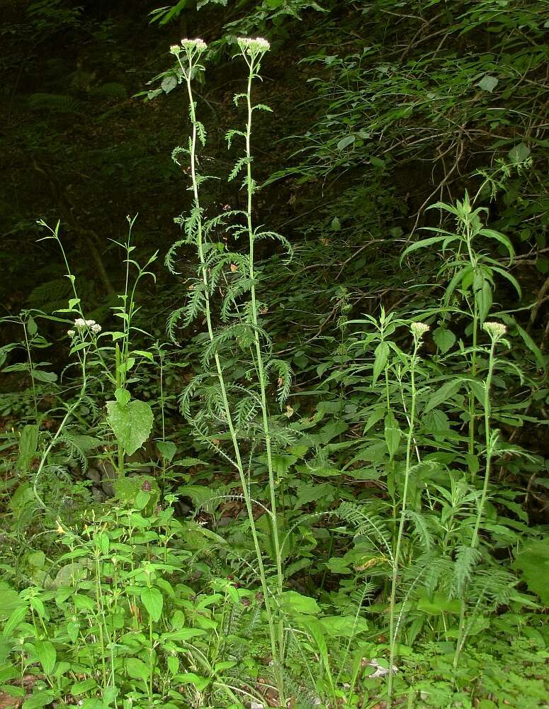 Achillea distans Waldst. & Kit. ex Willd.的圖片