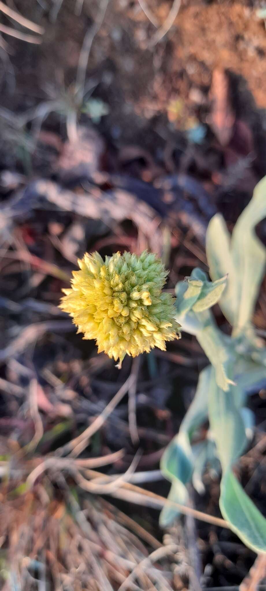 Слика од Helichrysum acutatum DC.