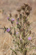 Imagem de Cirsium eatonii var. peckii (L. F. Henderson) D. J. Keil