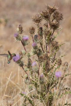 Imagem de Cirsium eatonii var. peckii (L. F. Henderson) D. J. Keil