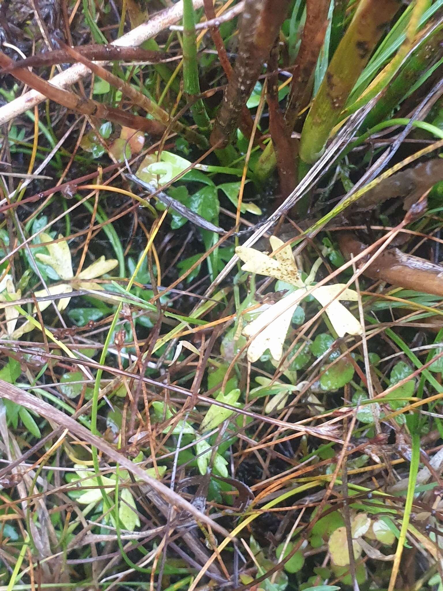 Image of Ranunculus glabrifolius Hook.