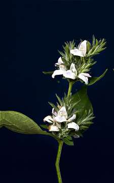 Image of Hairy buckweed