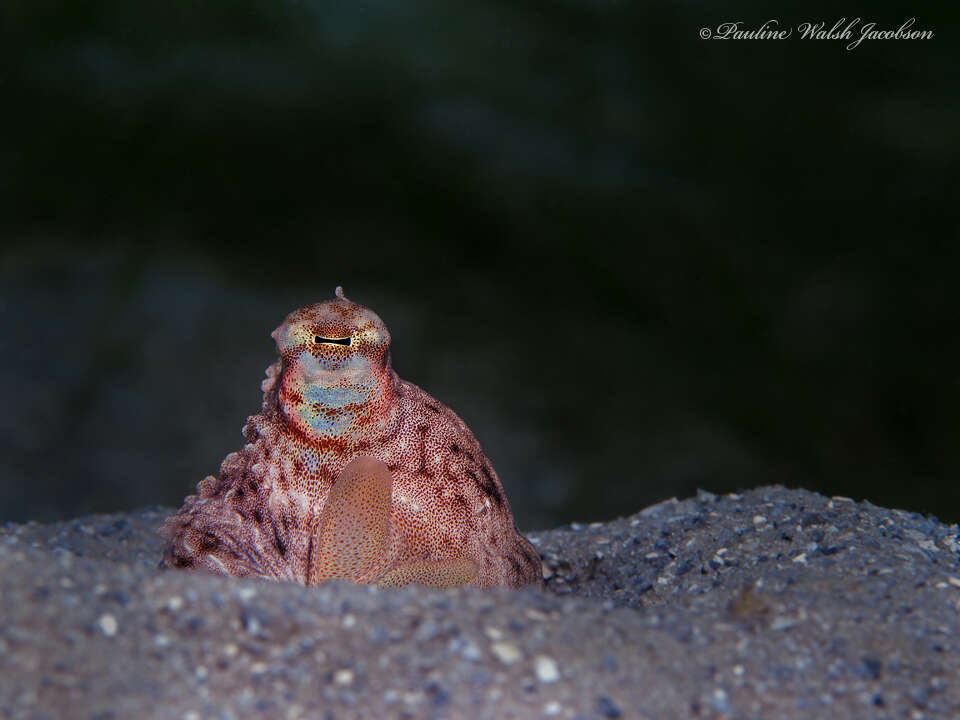 Image de Macrotritopus Grimpe 1922