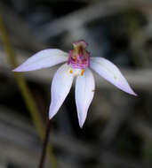 Image of Fairy orchid