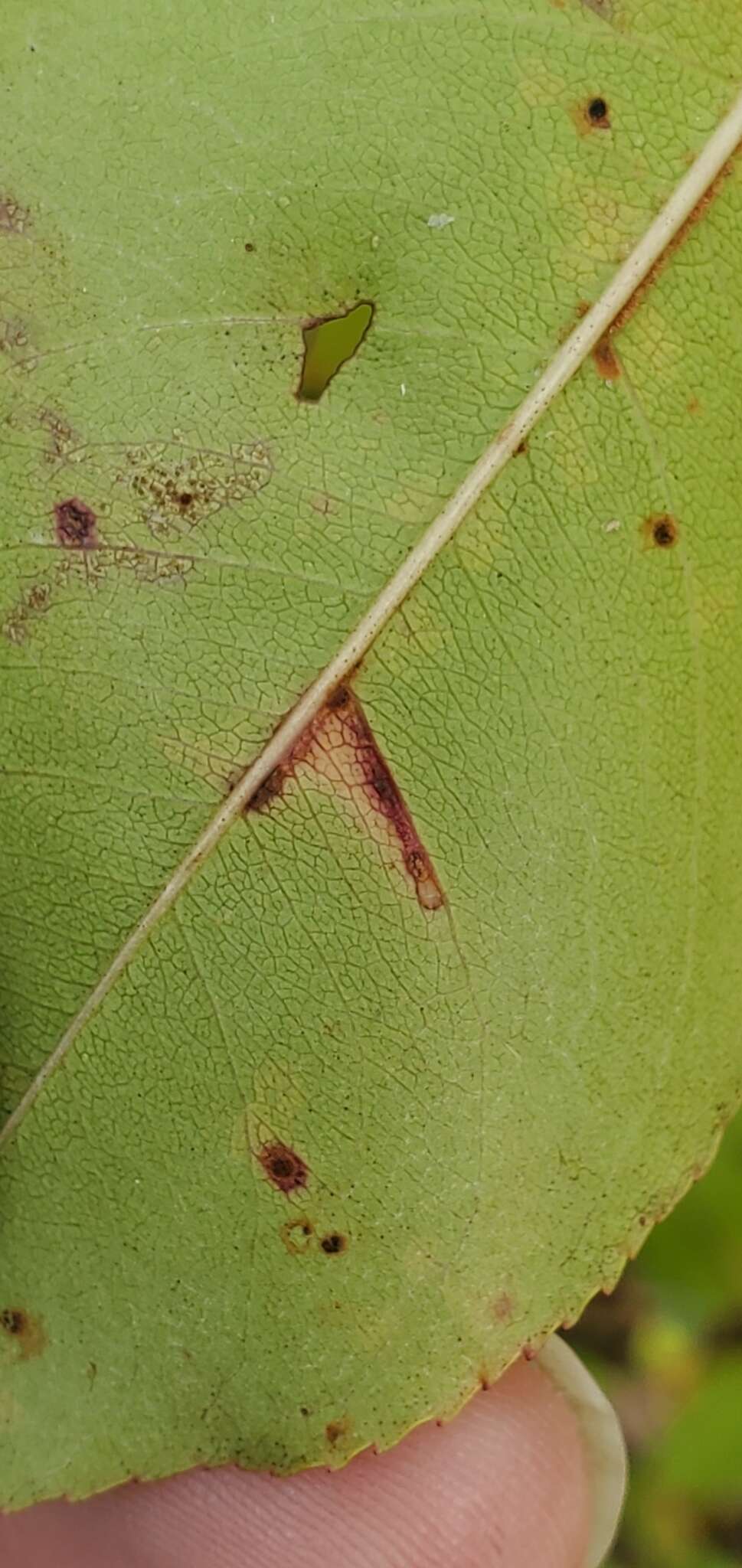 Image of Bucculatrix pomifoliella Clemens 1860