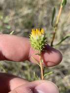 Image of Ash Meadows Gumweed