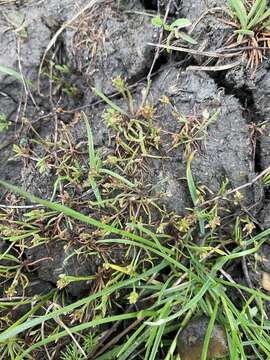 Image of Plantago tenuiflora Waldst. & Kit.