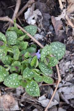 Image of Lungwort