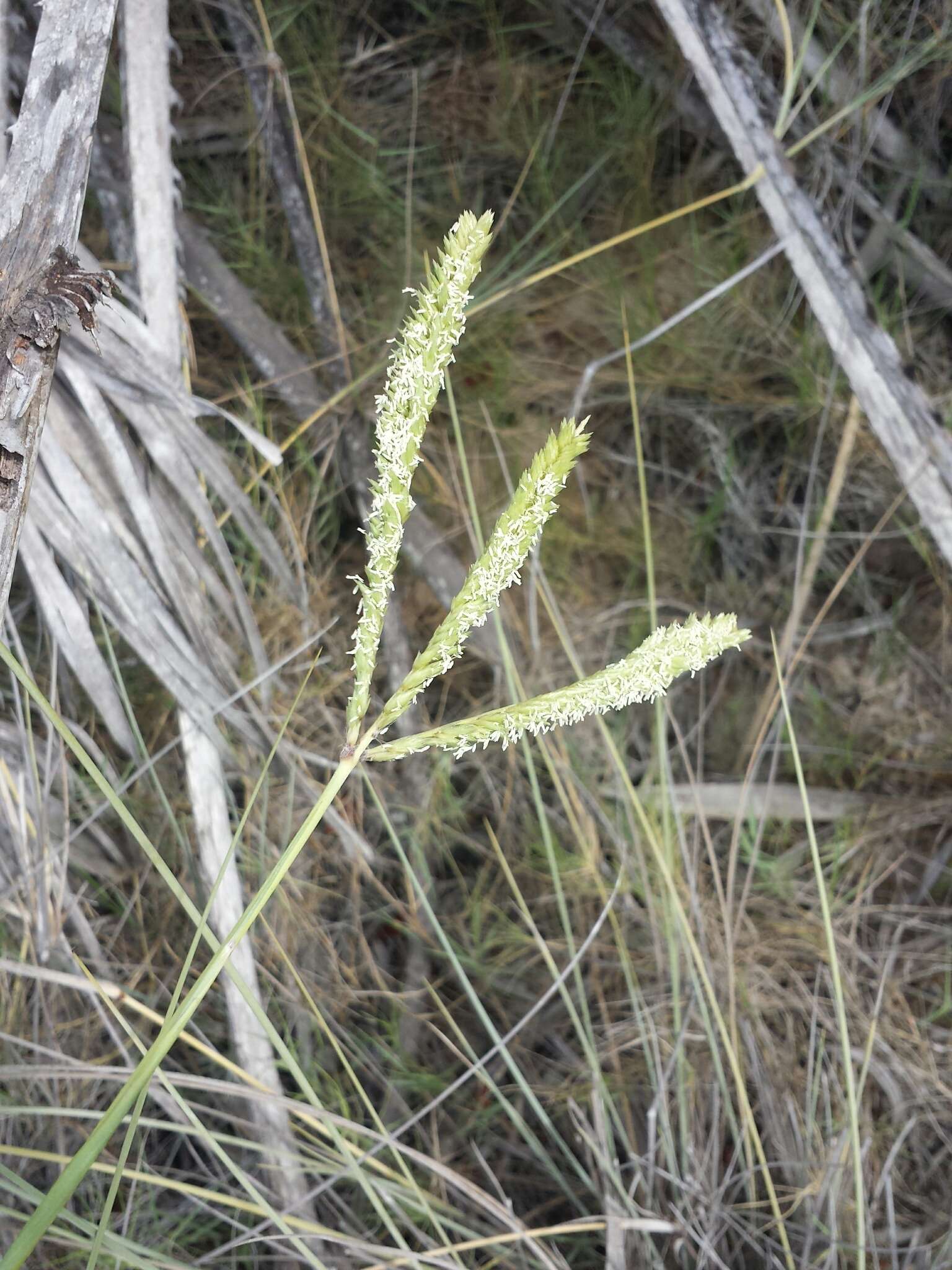 Imagem de Sclerodactylon macrostachyum (Benth.) A. Camus