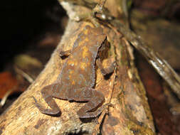 Rhinella alata (Thominot 1884)的圖片