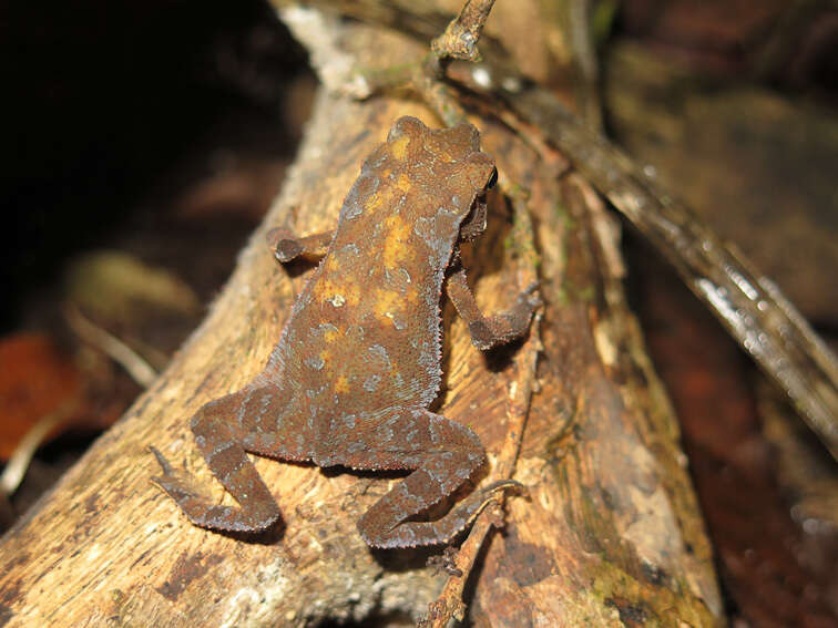 Image of Rhinella alata (Thominot 1884)