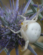 Imagem de Eryngium ovinum A. Cunn.