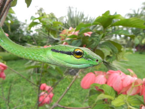 Image of Leptophis ahaetulla occidentalis (Günther 1859)