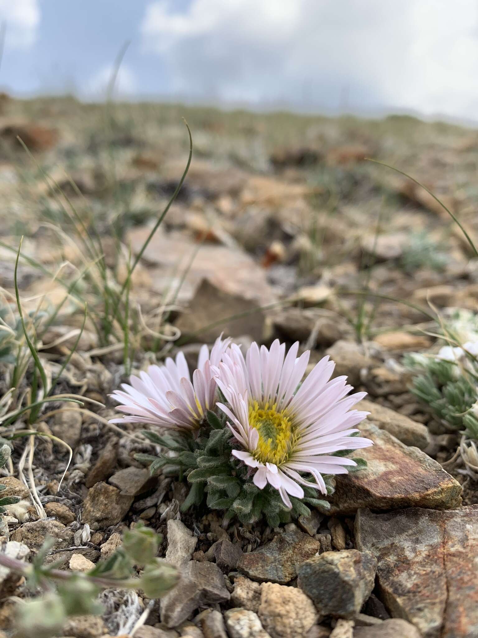 Image of cushion Townsend daisy