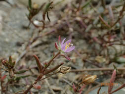 Plancia ëd Spergularia marina (L.) Besser