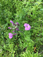 Image of Dame's-violet