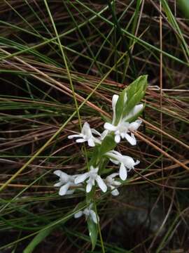 صورة Satyrium amoenum (Thouars) A. Rich.