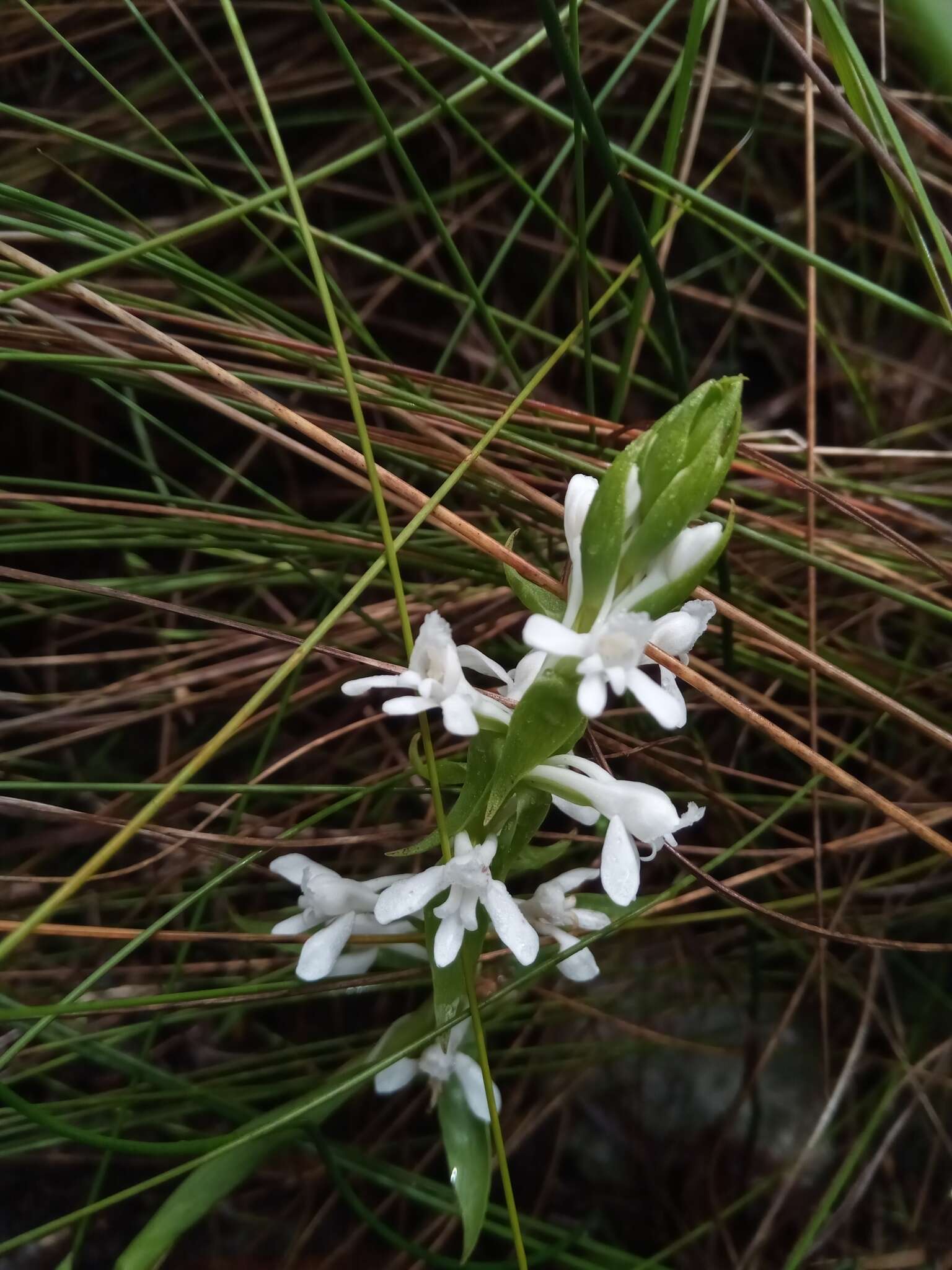 Image de Satyrium amoenum (Thouars) A. Rich.