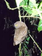 Image of Choco Screech Owl