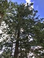 Image of Arizona Cypress