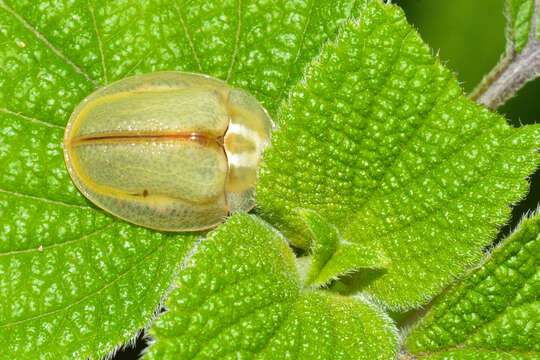 Слика од Physonota nitidicollis Boheman 1854