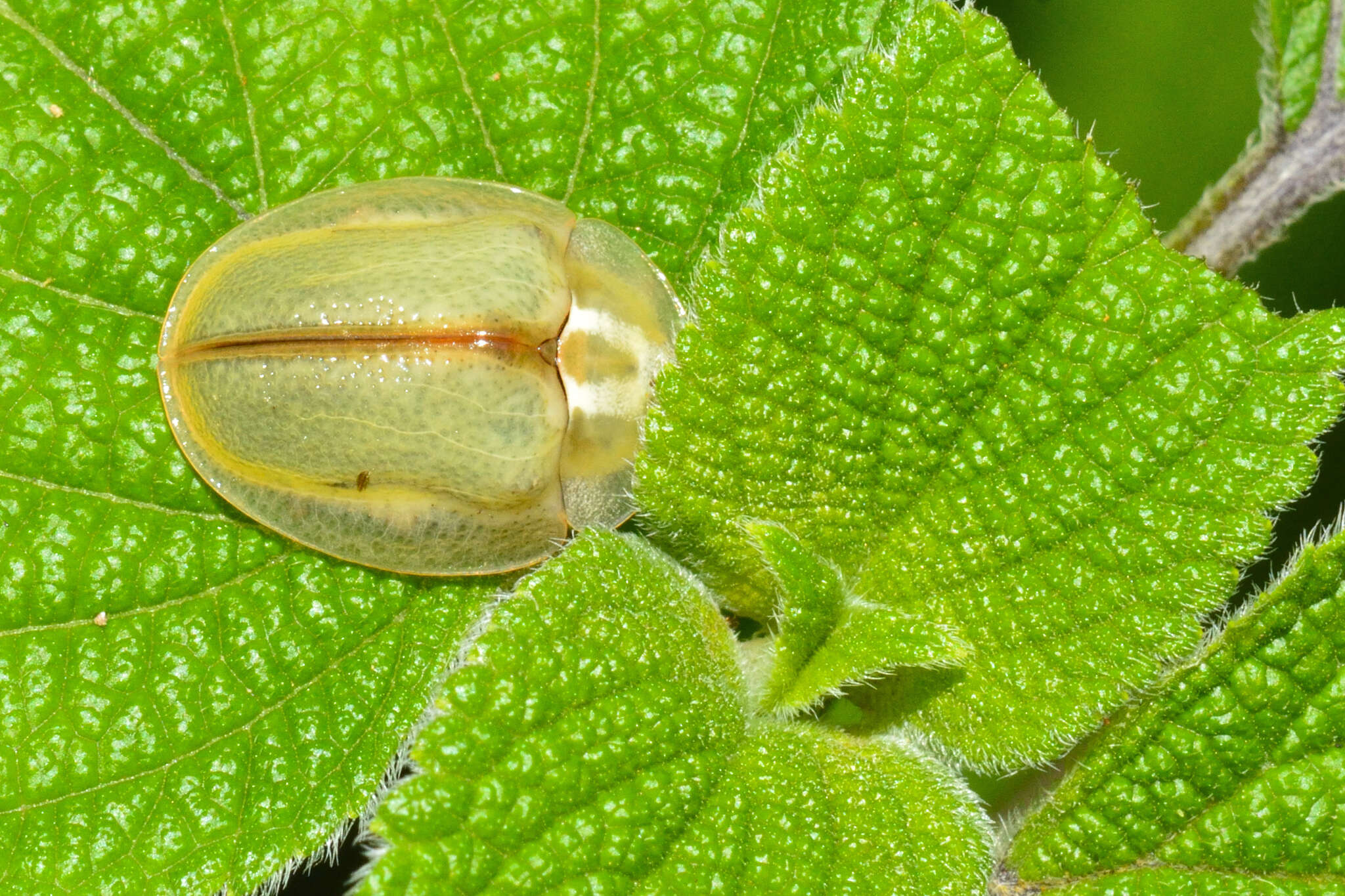 Слика од Physonota nitidicollis Boheman 1854