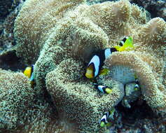 Plancia ëd Amphiprion clarkii (Bennett 1830)