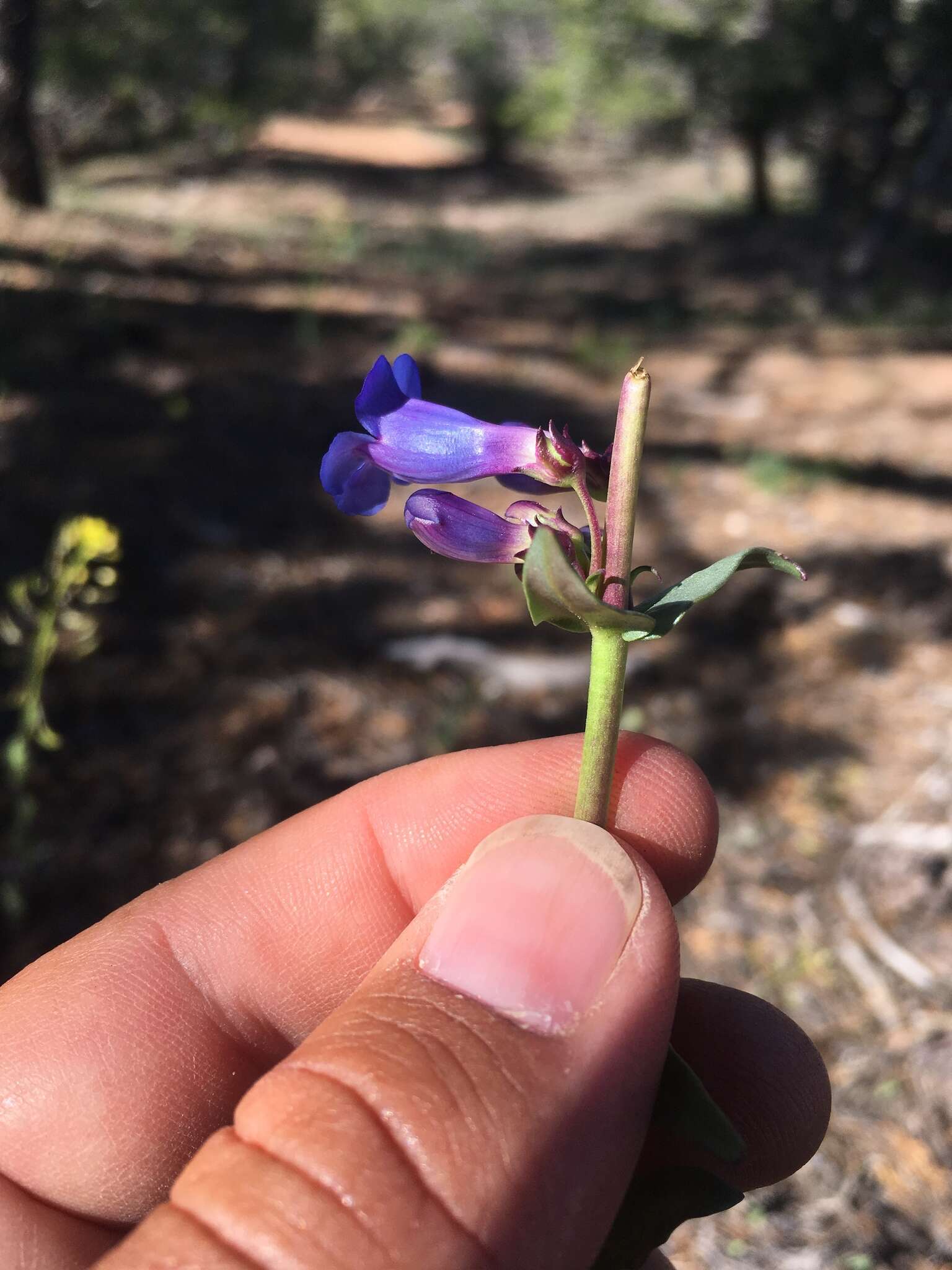 Image of bluestem beardtongue