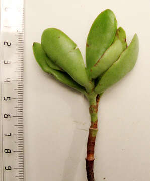 Image of Crassula cultrata L.