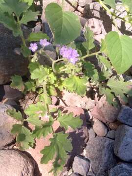 Phacelia scariosa Brandegee的圖片