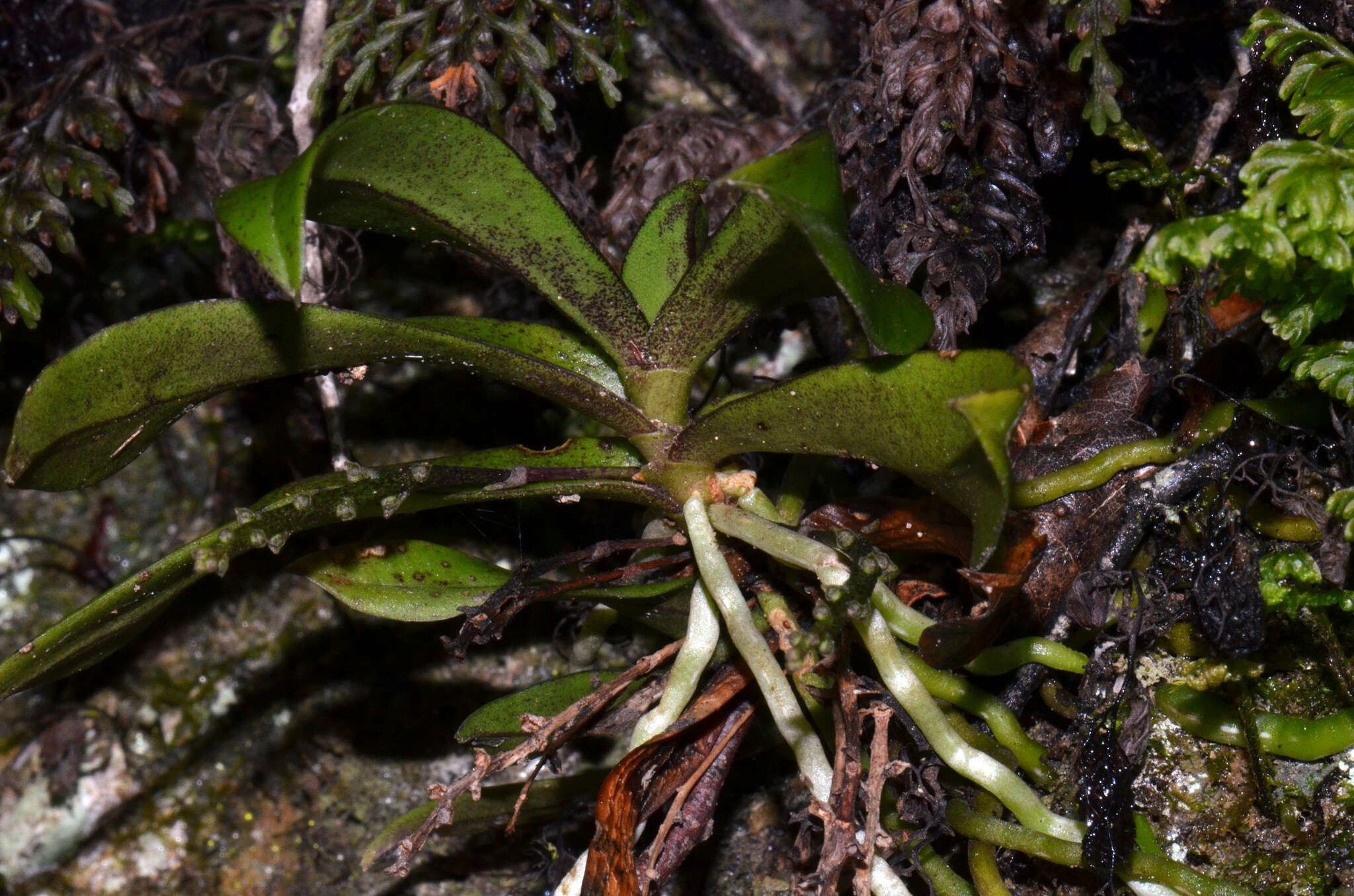 Plancia ëd Drymoanthus adversus (Hook. fil.) Dockrill