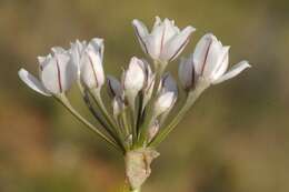 Image of Allium oreoprasum Schrenk