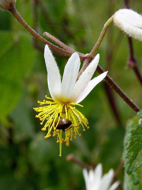 Image of <i>Sparrmannia <i>ricinocarpa</i></i> var. ricinocarpa