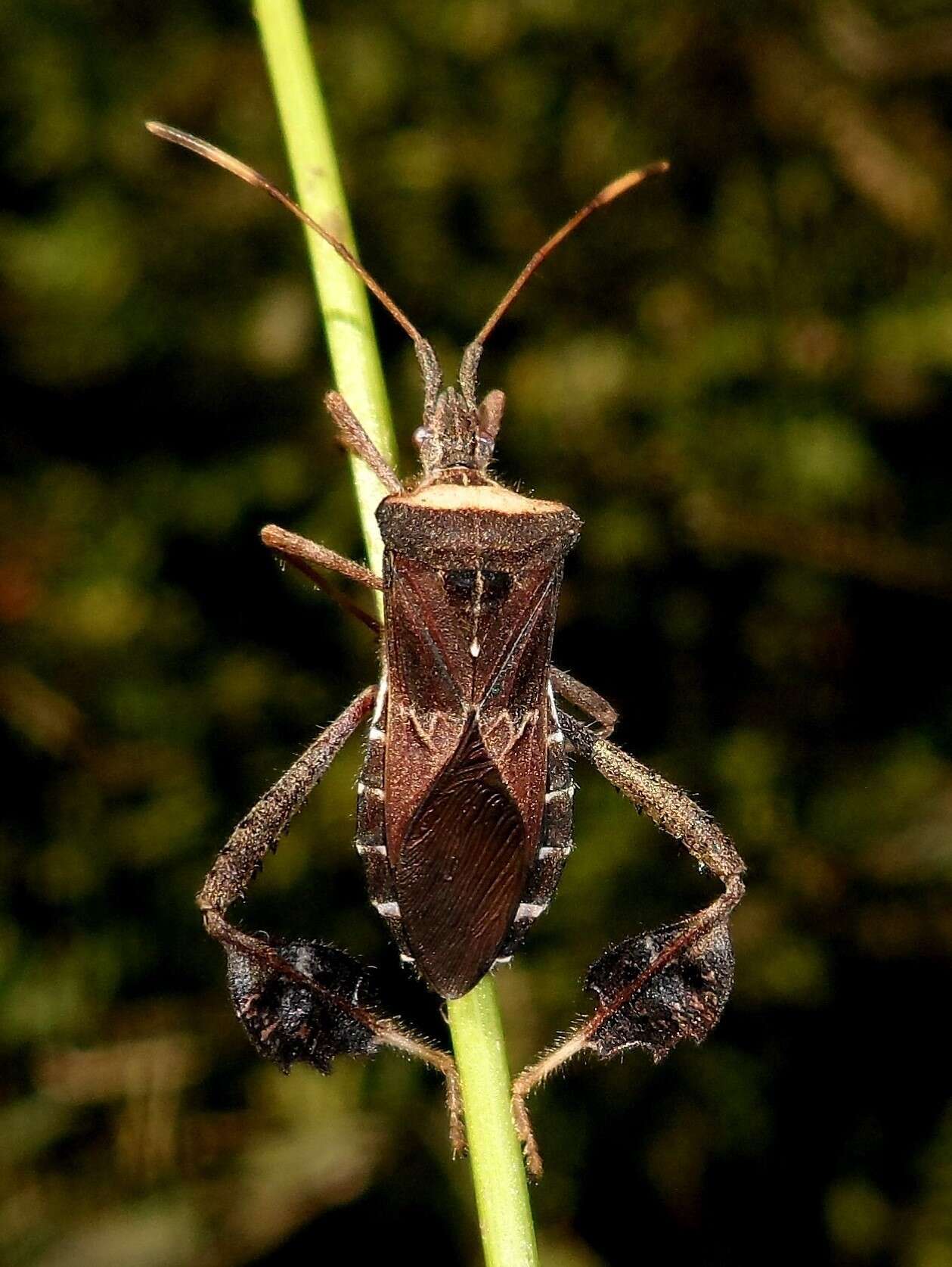 Image of Leptoglossus neovexillatus Allen 1969