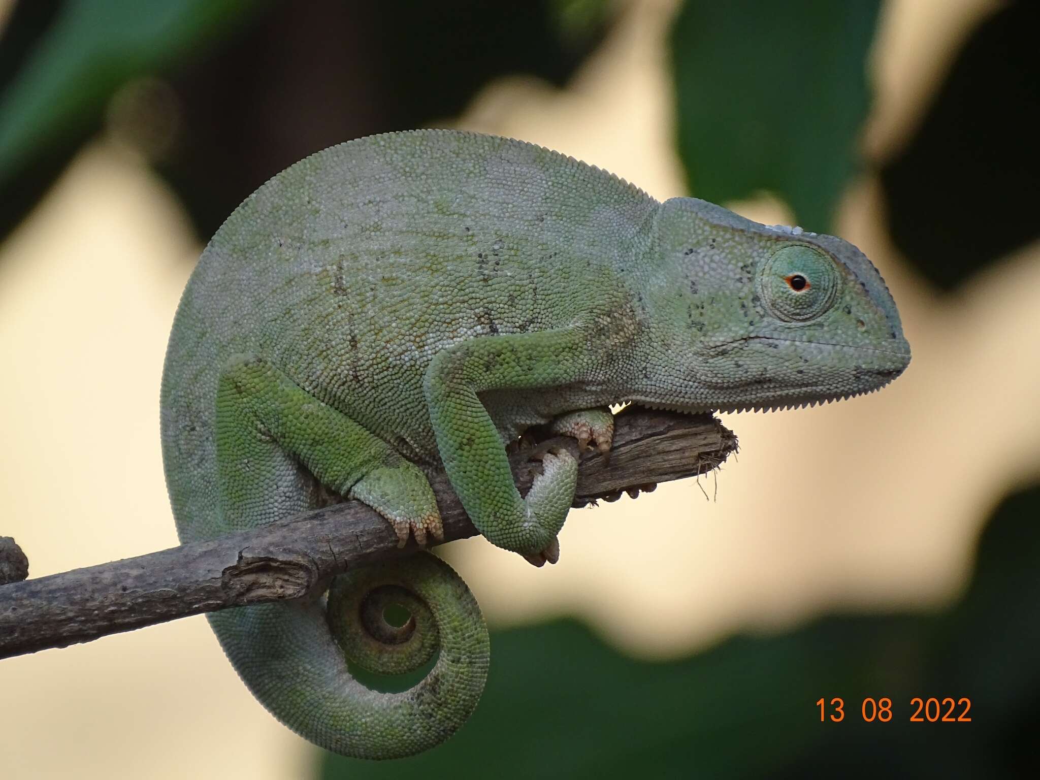 Chamaeleo senegalensis Daudin 1802 resmi