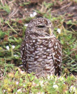 Image of Athene cunicularia floridana (Ridgway 1874)