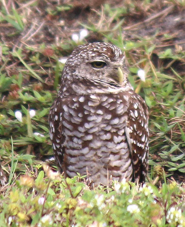 Image of Athene cunicularia floridana (Ridgway 1874)