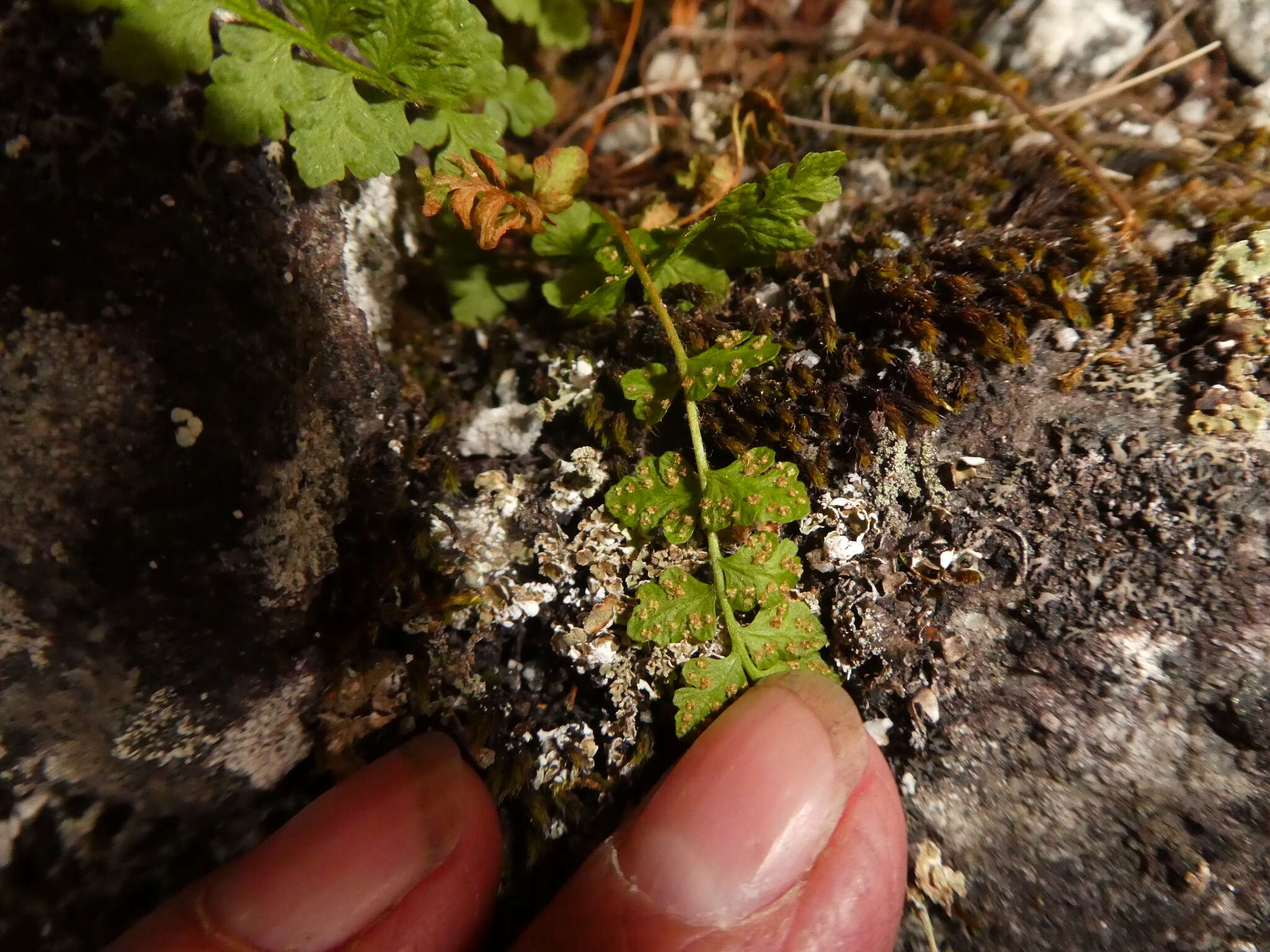 Image of smooth woodsia