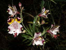 Image of Alstroemeria pulchra Sims