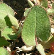 Image of arrowleaf buckwheat