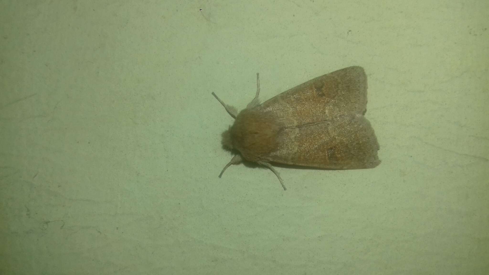 Image of blossom underwing