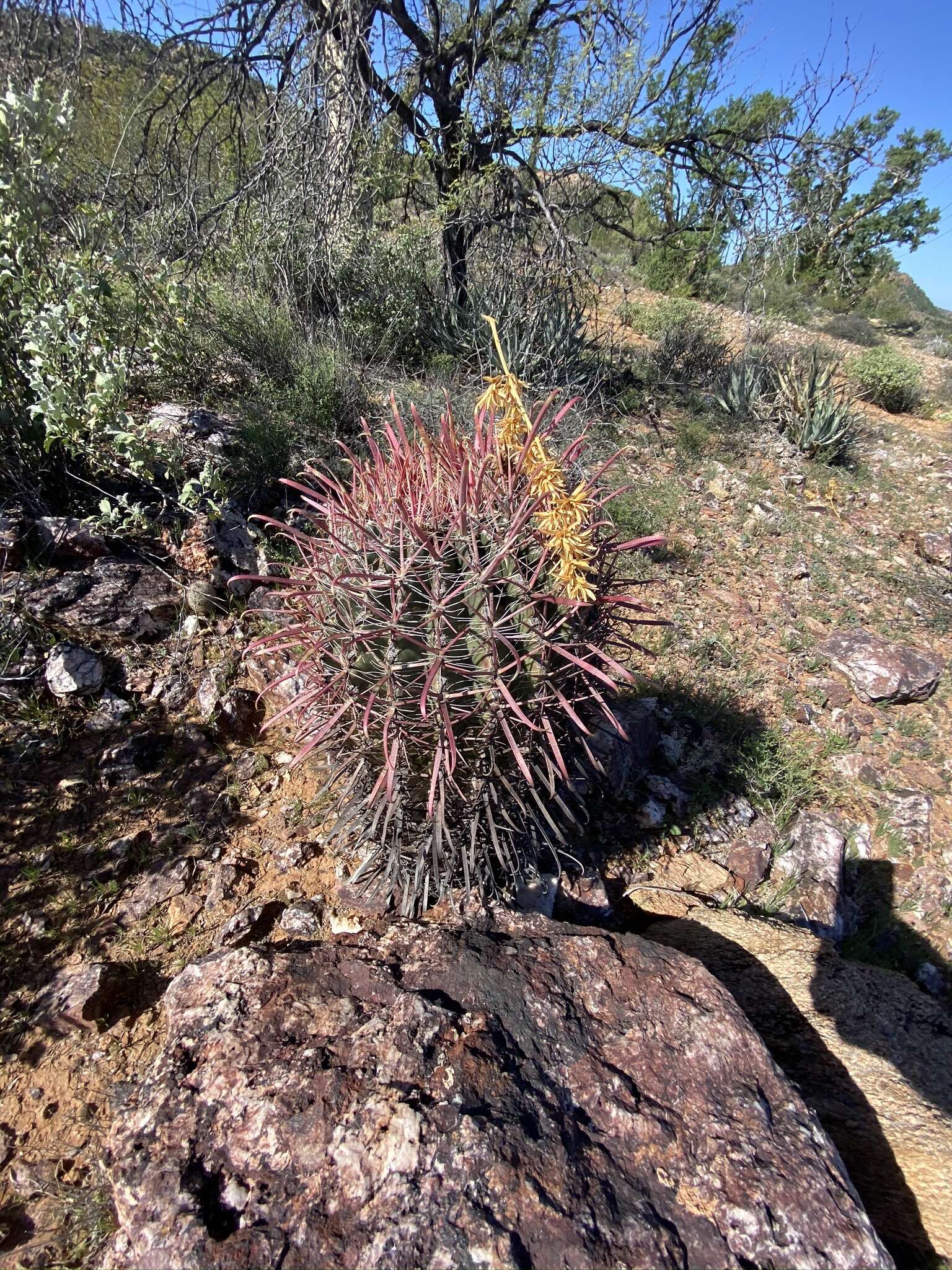 Image of Ferocactus gracilis subsp. coloratus (H. E. Gates) N. P. Taylor