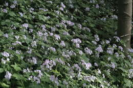 Image of great waterleaf