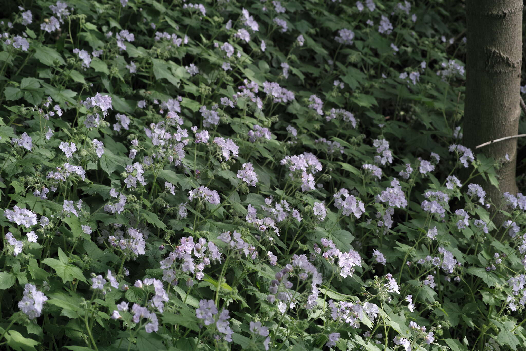 Image of great waterleaf