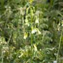 Слика од Ornithogalum princeps (Baker) J. C. Manning & Goldblatt