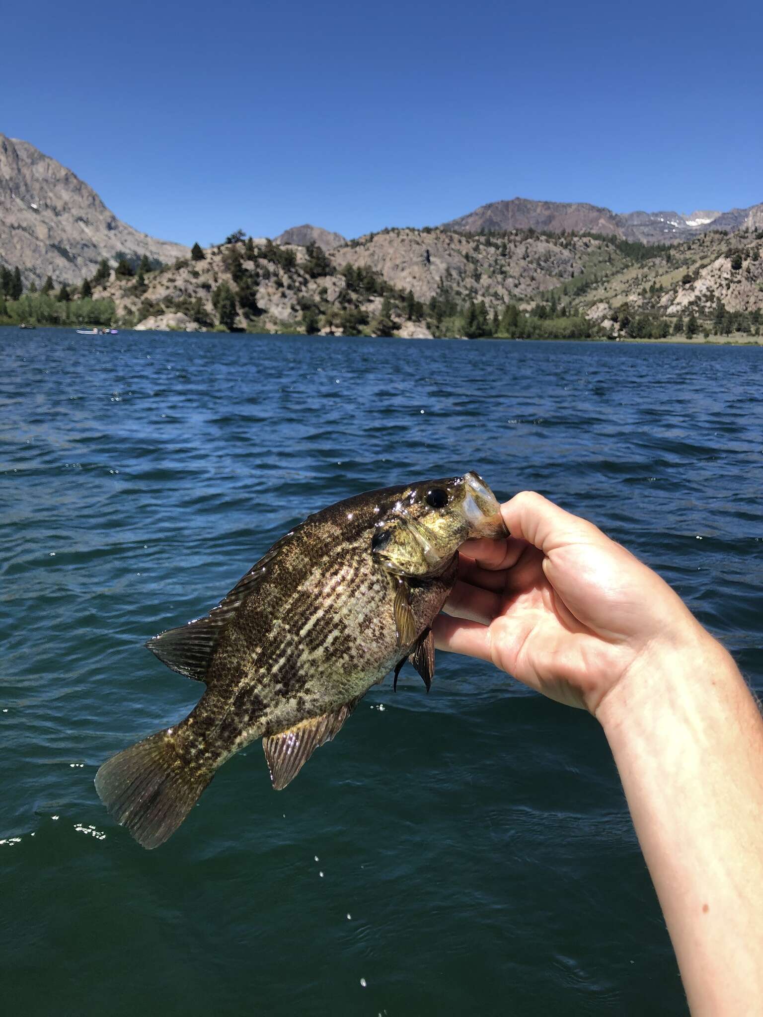 Image of Sacramento Perch