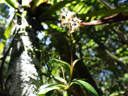 Kalanchoe porphyrocalyx (Bak.) Baill. resmi