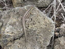 Plancia ëd Microlophus indefatigabilis (Baur 1890)