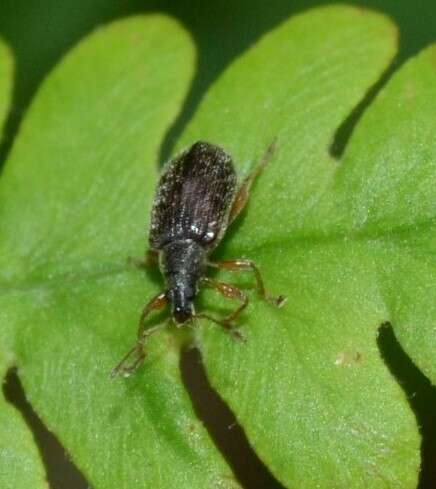 Plancia ëd Phyllobius (Nemoicus) oblongus (Linnaeus 1758)